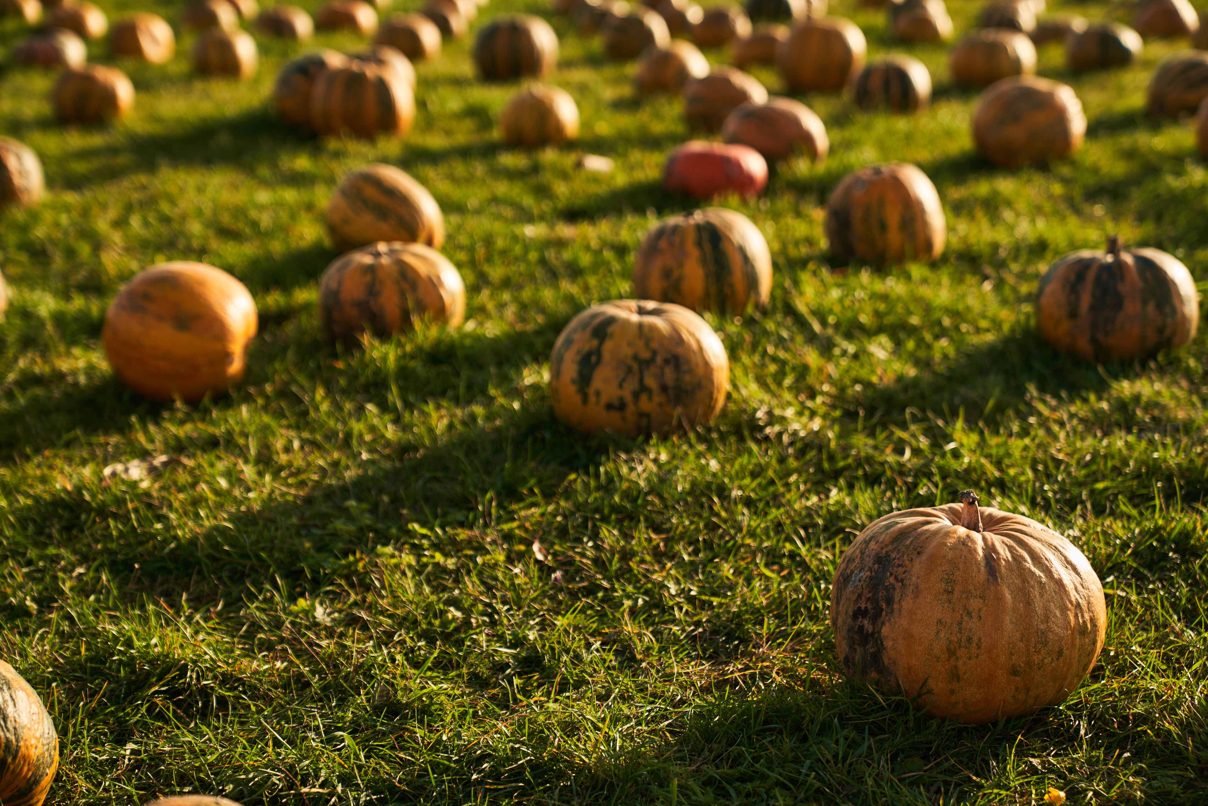 orange and green squashes in field in fall morning